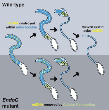 do sperm have mitochondria