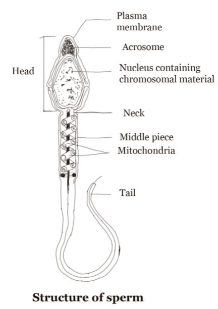 do sperms have proteins