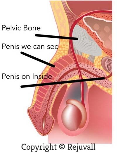 does losing weight increase penis size