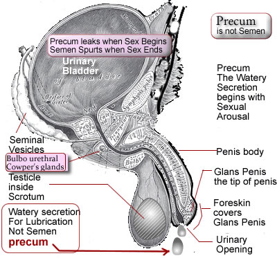 does precum have sperm