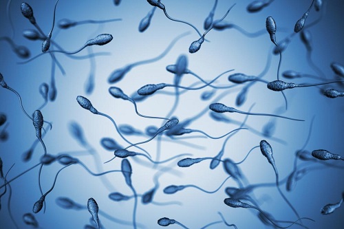 how long does sperm live