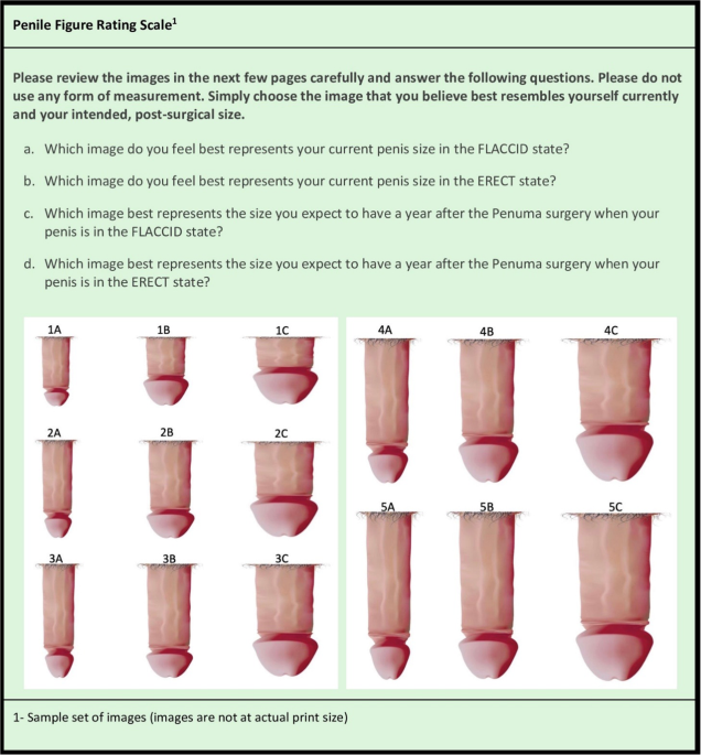 what determines penis size