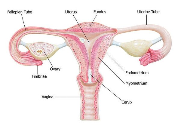 what food kills sperm in the female body