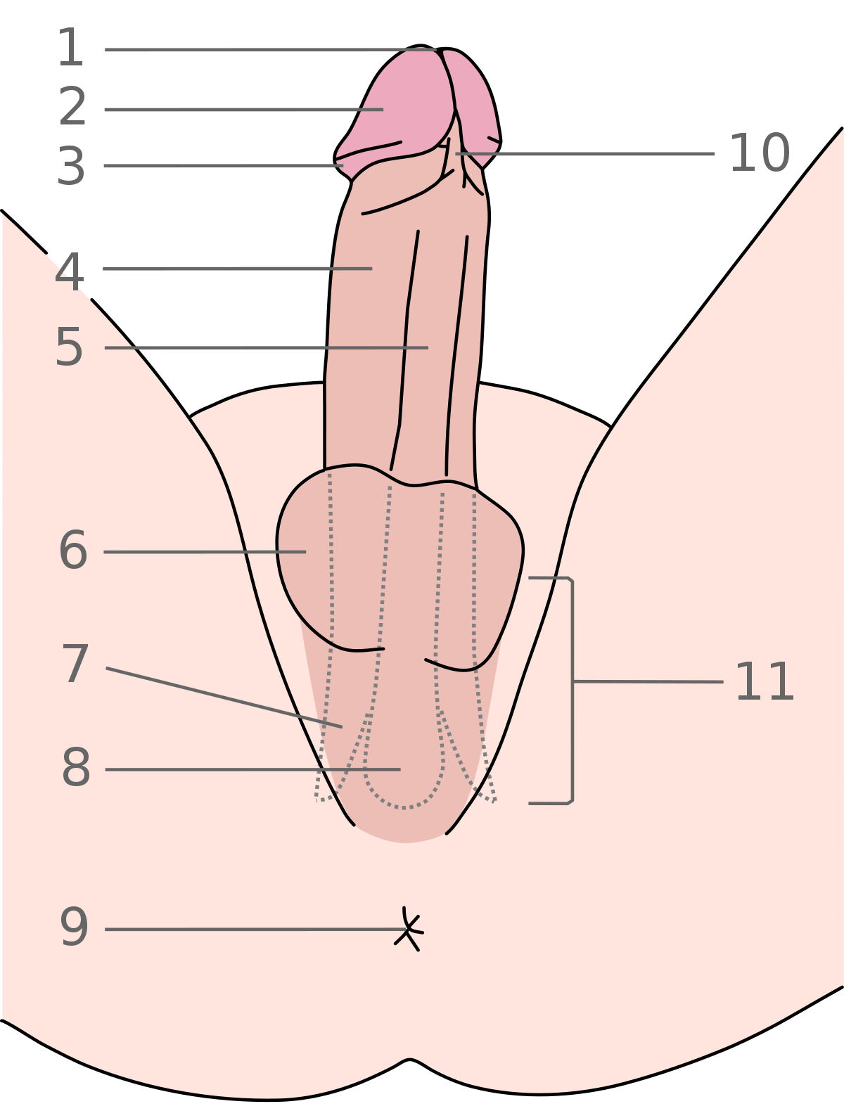 what is penile