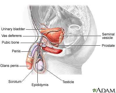 what is the prostate gland