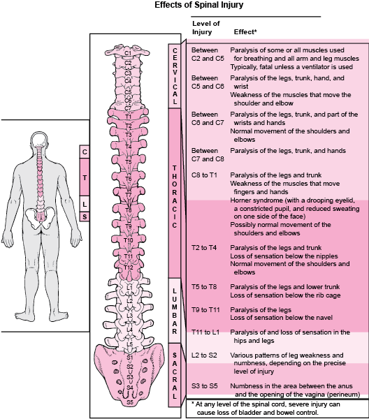 what level of spinal cord injury leads to erectile dysfunction