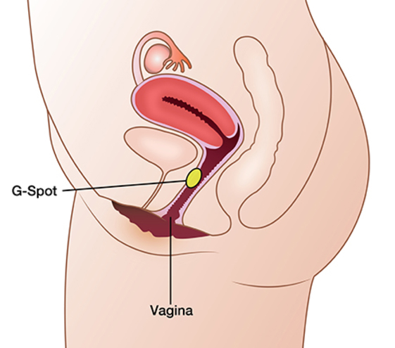 where is the female g spot