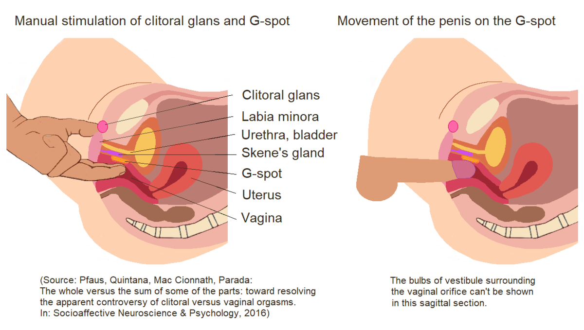 where is the g spot