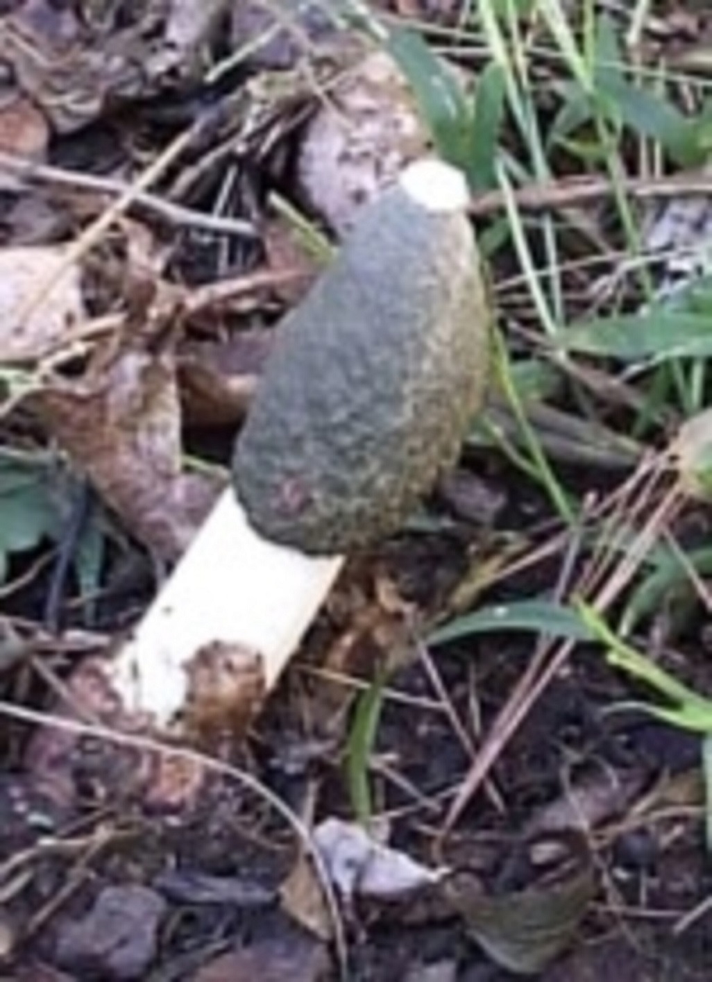 why is the penis mushroom shaped